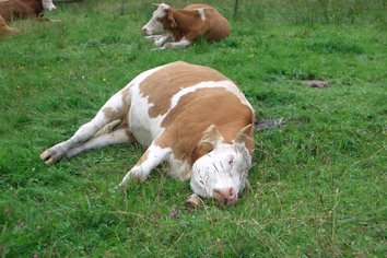 [sleeping+cow.jpg]