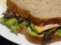[bug-sandwich.JPG]