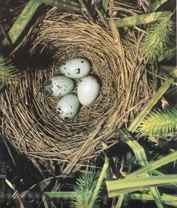 [nest-building-Blackbird.jpg]