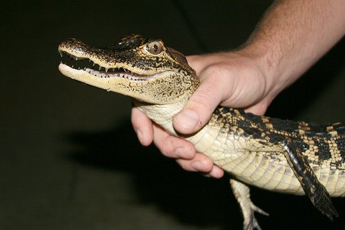 [alligator.jpg]
