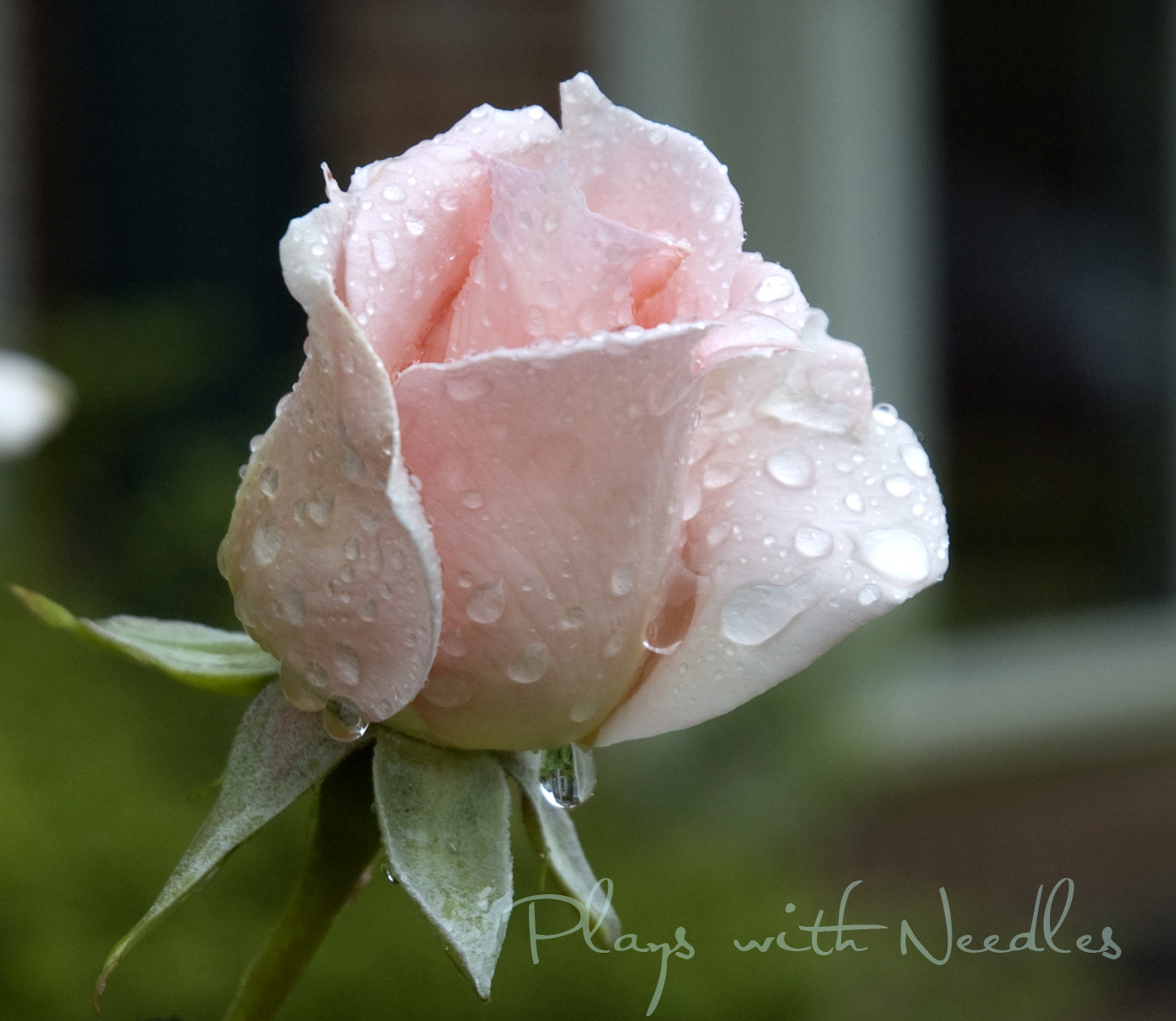 [raindrops+on+roses.jpg]