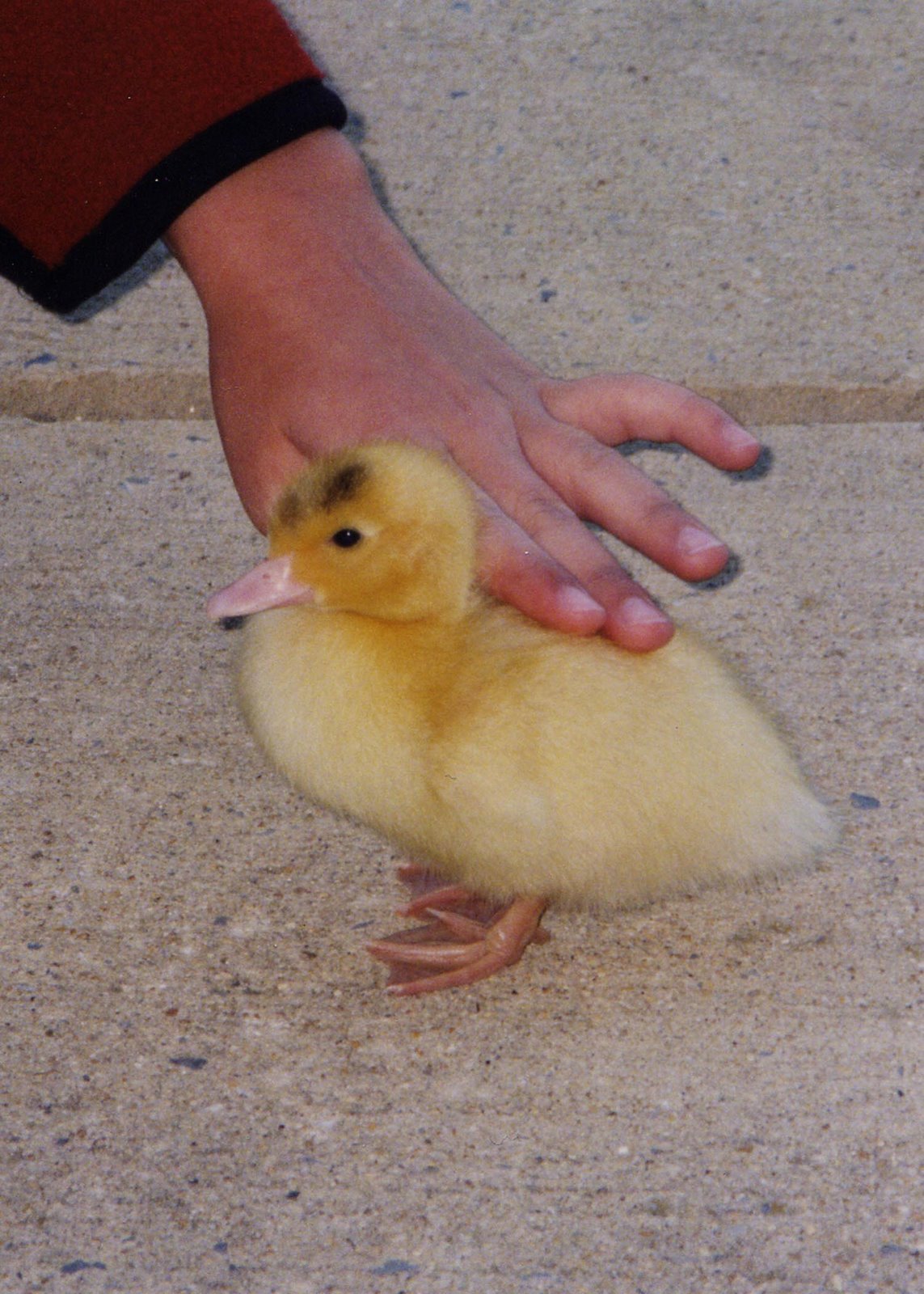 [duck+jackly+baby.jpg]