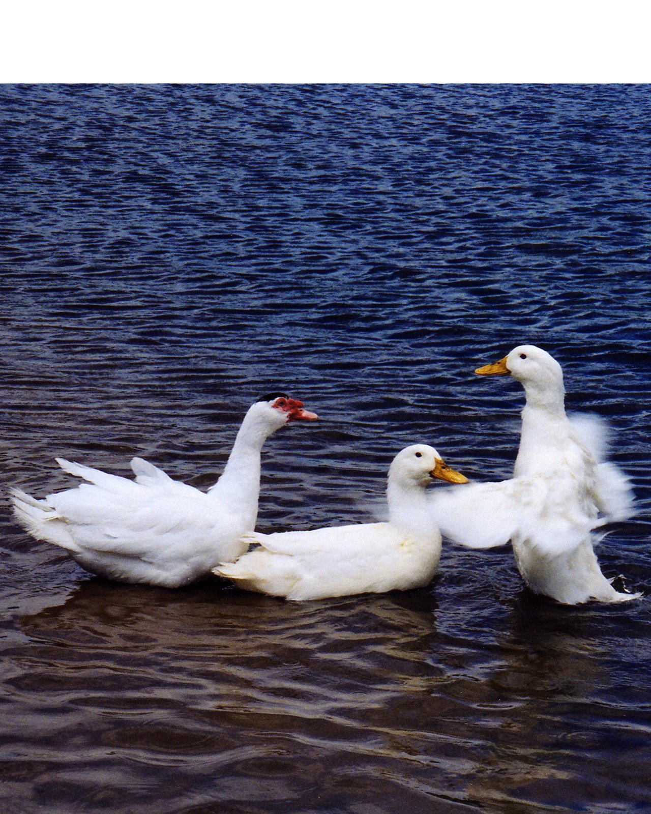 [ducks+larriland.jpg]