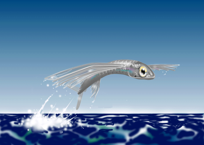[flying+fish+animation.gif]