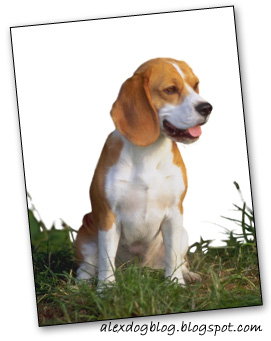 [beagle3.jpg]