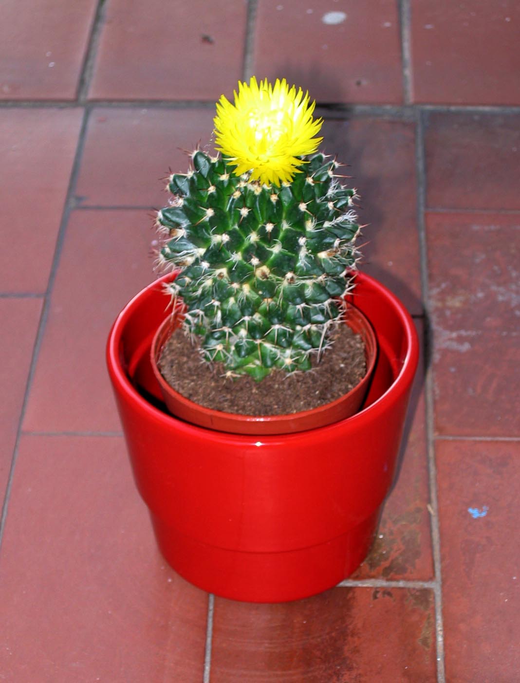 [Cactus.jpg]