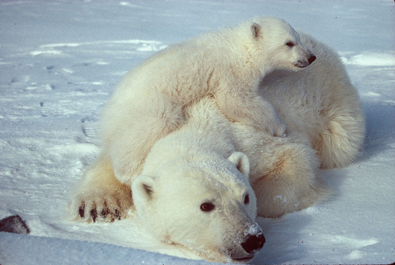 [polar_bear.jpg]