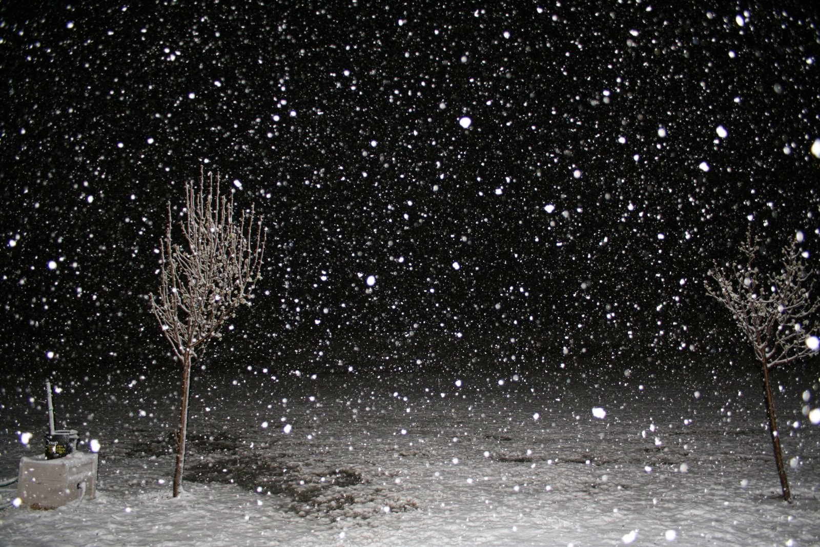 [It's+Snowing+on+3-3-2008!.JPG]