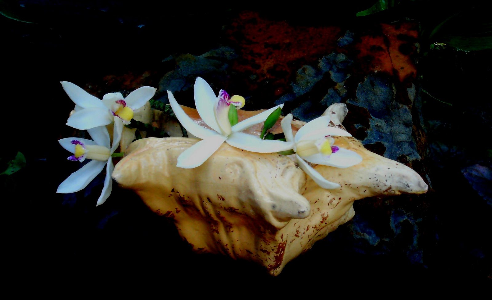 [orchid+in+seashell.jpg]