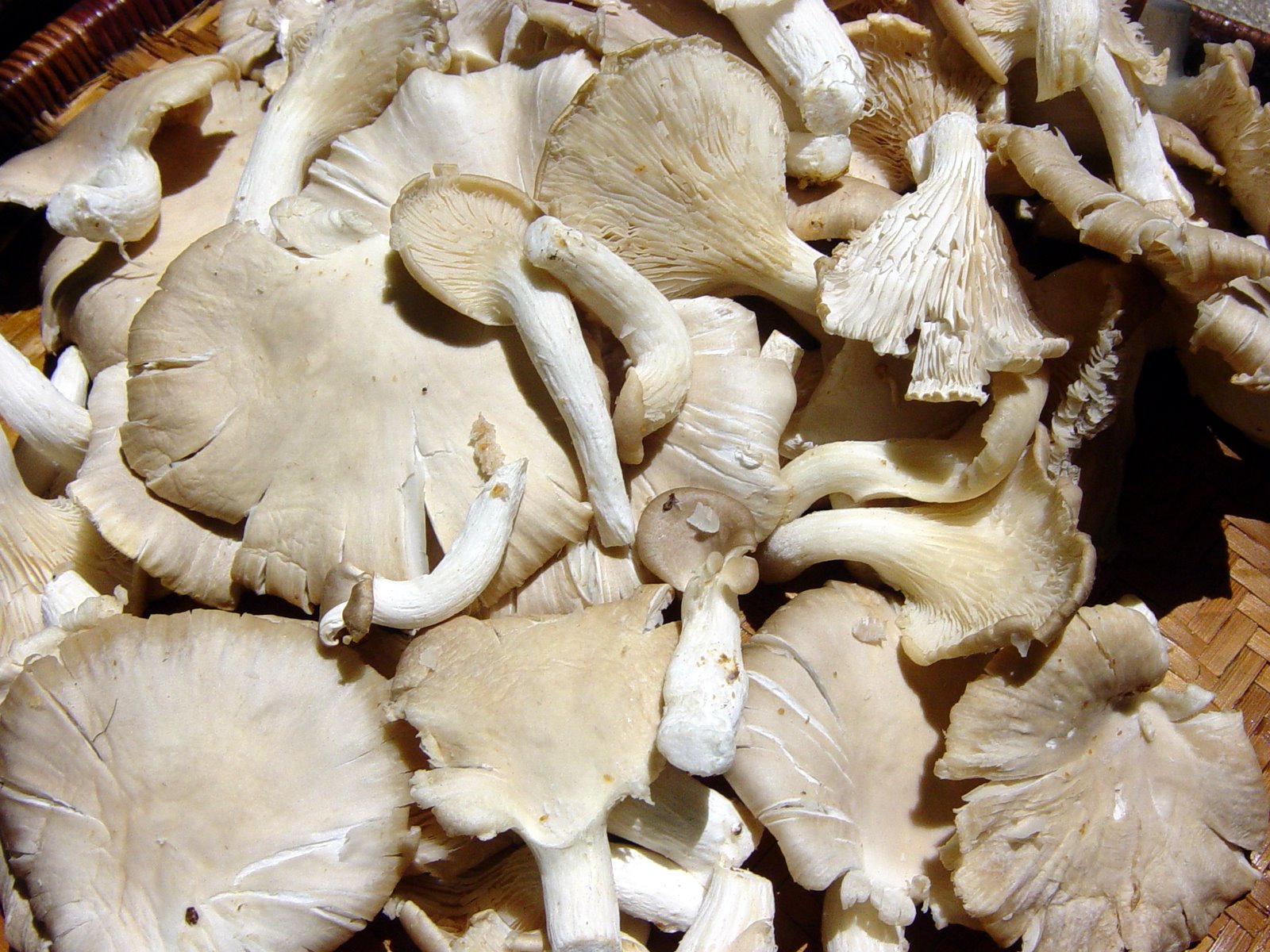 [Oyster+mushrooms.JPG]