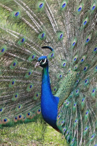 [400px-Peacock_front02_-_melbourne_zoo.jpg]