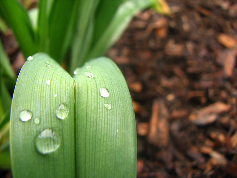 [droplets-on-my-Lily.jpg]