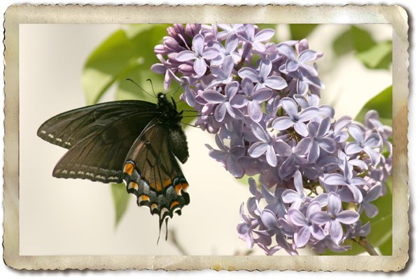 [Black+Swallowtail+on+Lilacsm.jpg]