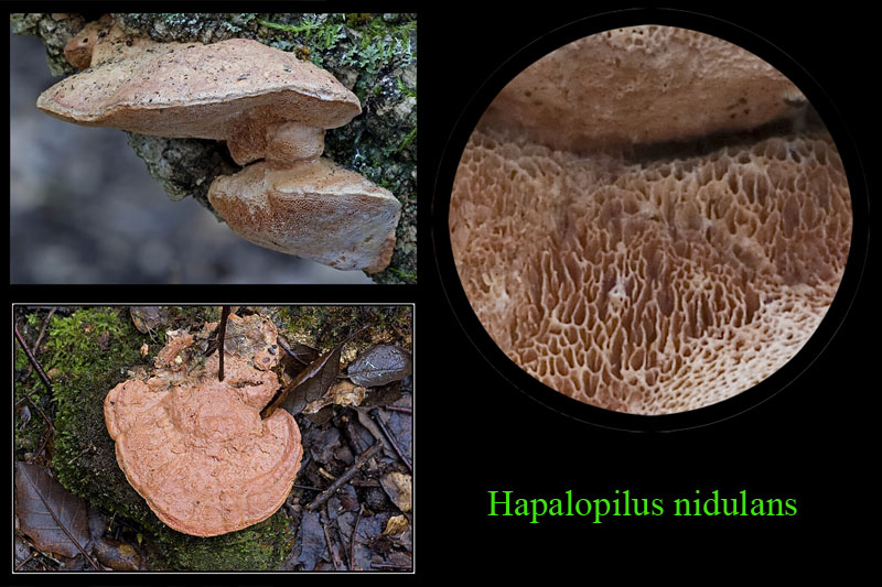[Hapalopilus+nidulans+1.jpg]