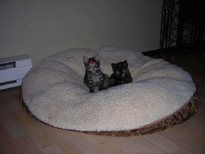 [kitties+on+dog+bed.JPG]