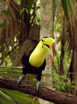 [Belize-Zoo.jpg]