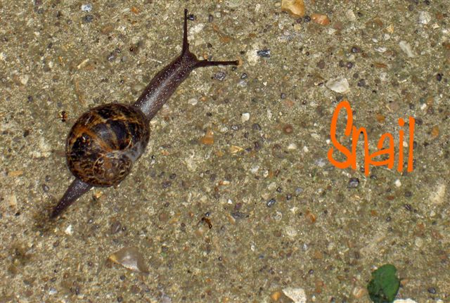 [snail+.jpg]