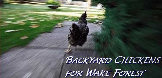 Backyard Chickens for Wake Forest