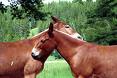 [kissing+horses.jpg]