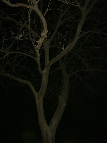 [tree.jpg]