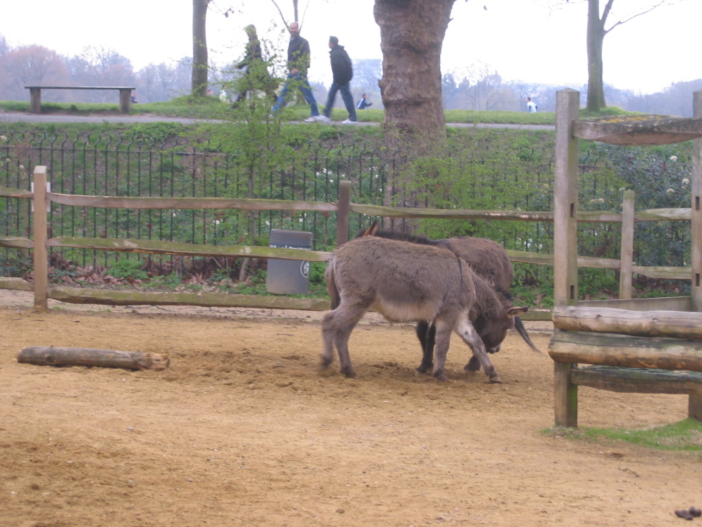 [IMG_7489+zoo+donkeys.JPG]