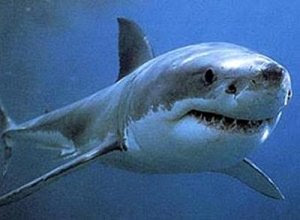 White pointer shark