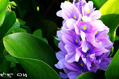[water+hyacinthmacro.jpg]