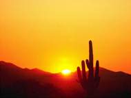 [sun+and+cactus.jpg]