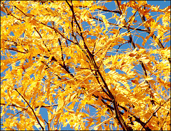 [fall+leaves.jpg]