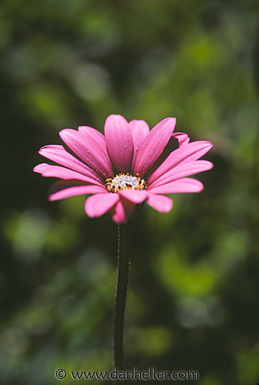 [pink-flower-big.jpg]