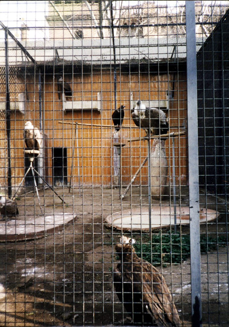 [Vautours-Barcelone-zoo-1999.jpg]