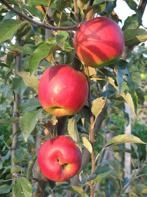 [orchard-apples-3-11.09.2005.jpg]