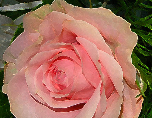 [bouquet+pinkrose.jpg]