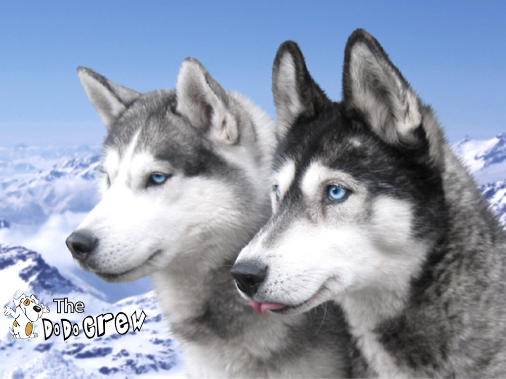 [Siberian+Husky+(Meraviglioso)+Beautiful,+Gratest+Wallpaper,High+Resolution,+Two+Dogs+In+Montain+(Scrrensaver,Dog,Cuccioli,+Amigo,+Dodocrew,Aski+Alaska,+Cane+Lupo,+Canelupo).jpg]