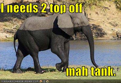 [funny-pictures-top-off-elephant.jpg]