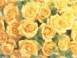 [yellow+roses2.jpg]