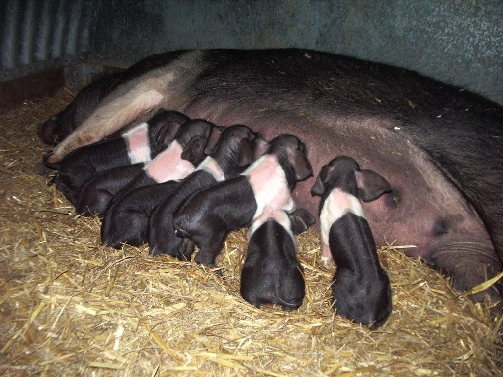 [sow+and+piglets.jpg]
