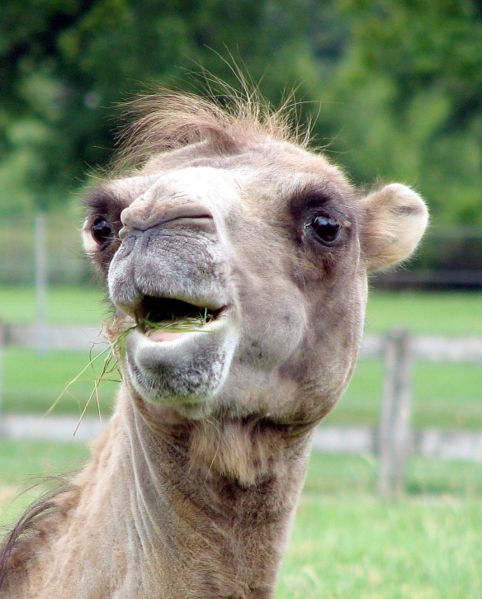 [camel.smiles.jpg]