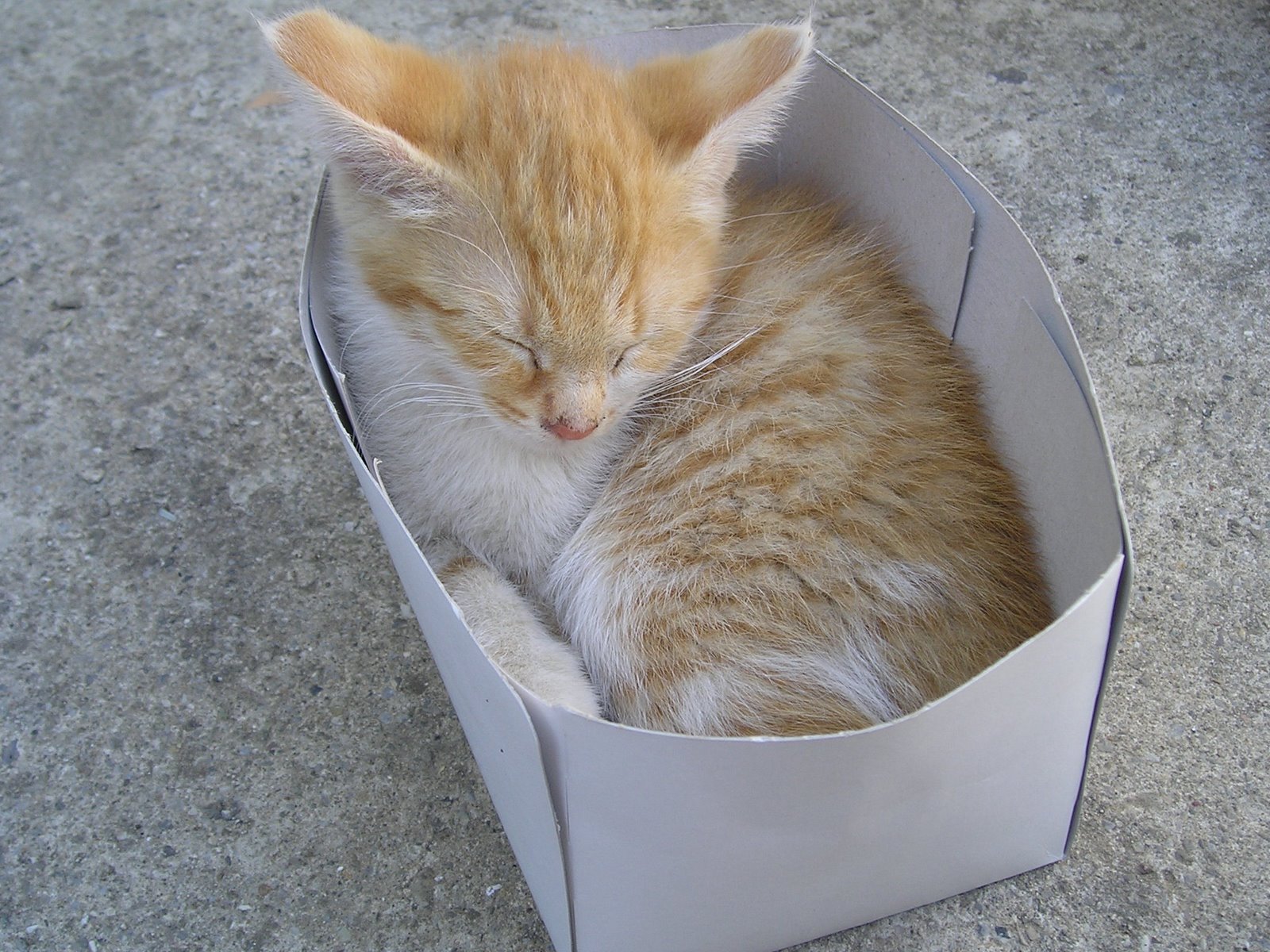 [Cat_into_the_box.jpg]