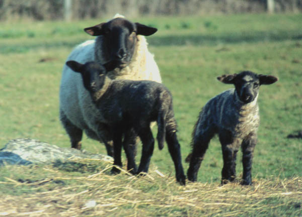 [lambs.jpg]
