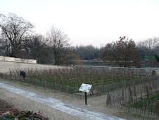 Vignes d'Epinay sur Seine