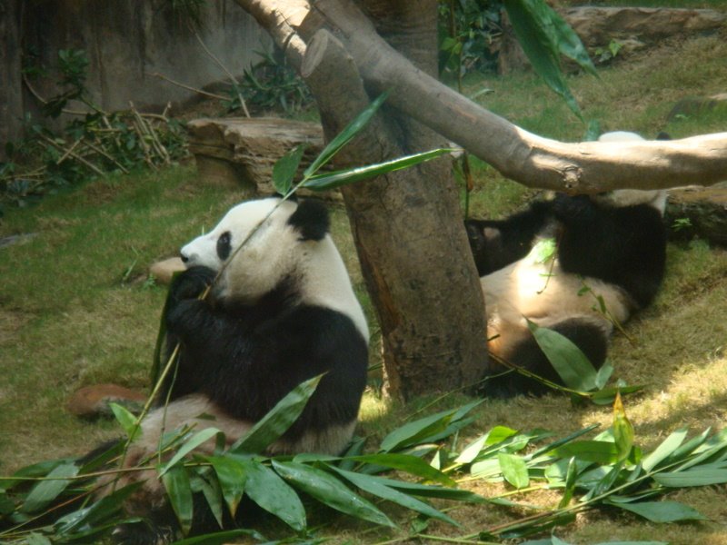 [panda's+eating.JPG]