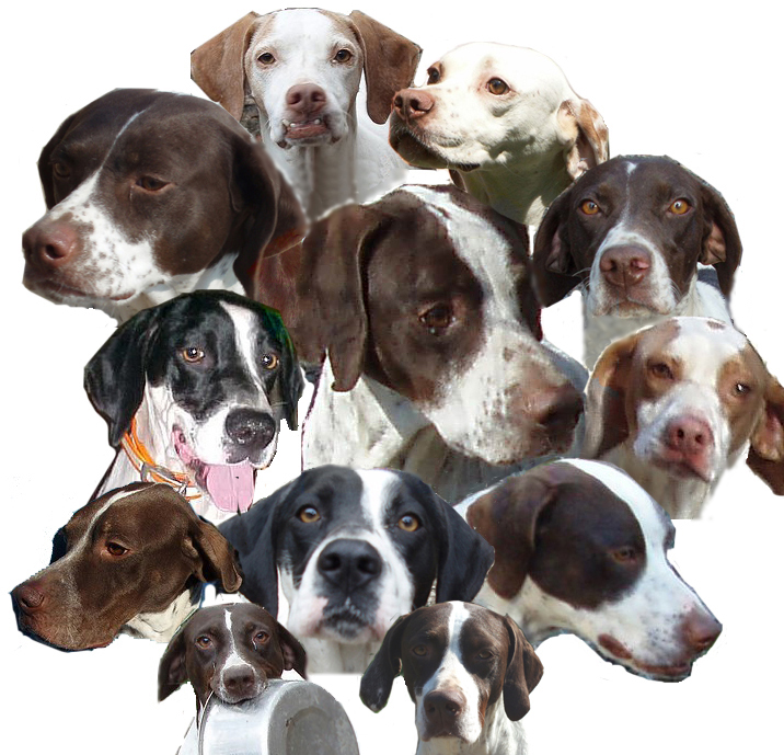 [dogs-hope-collage.jpg]