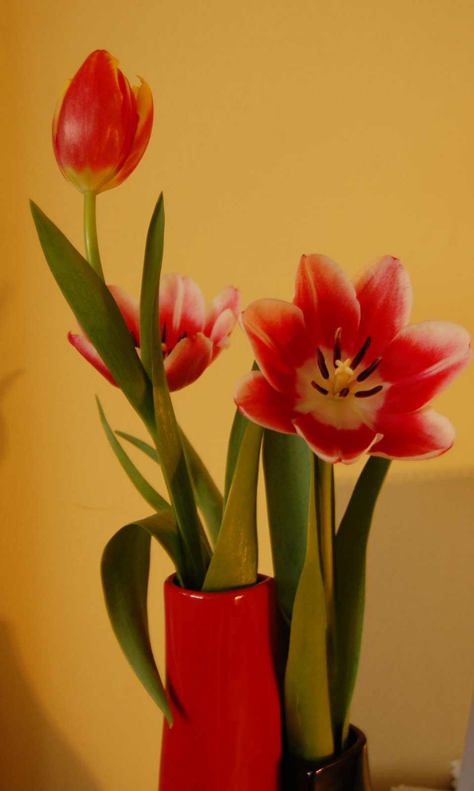 [tulipan.jpg]