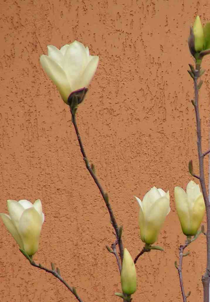 [sarga+magnolia.jpg]