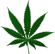 [Cannabis04.jpg]