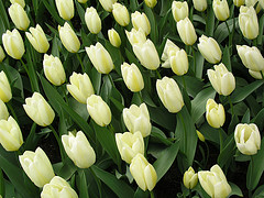 [white+tulips.jpg]