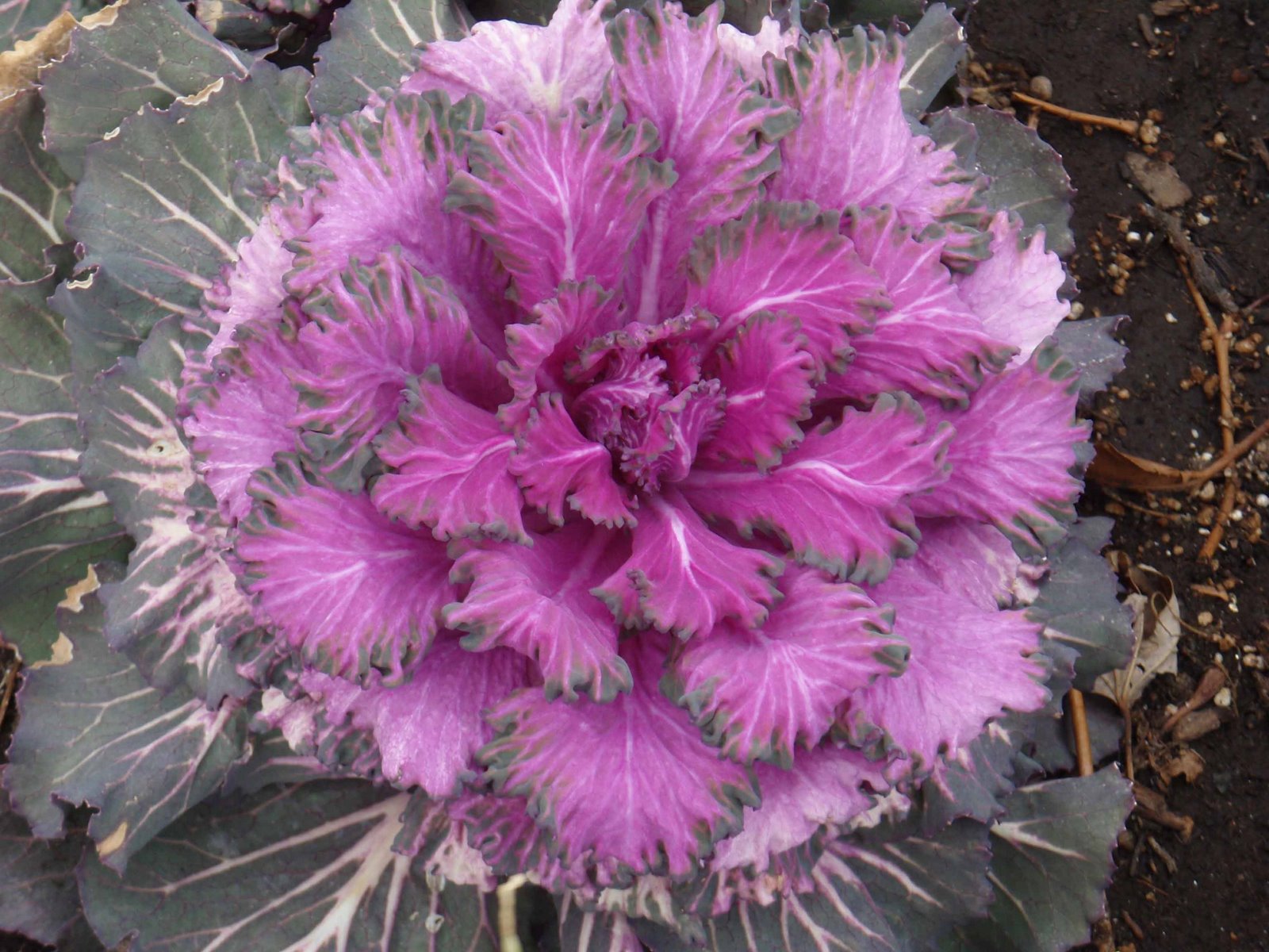 [purple+cabbage.jpg]