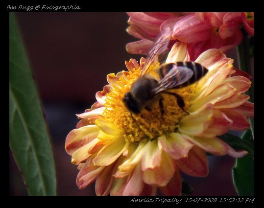 [bee+buzz.jpg]