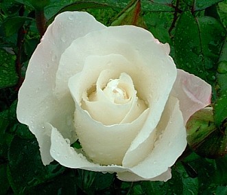 [rosa+bianca.jpg]